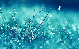 selective focus photography of grass with water dew